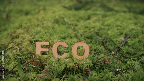 Eco word letters in mossy forest floor.