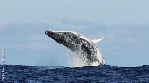 Humpback whale jump Megaptera breaches near East London South Africa. Shot in Tonga or South Africa. Humpback whale jumps out of the water Slow motion. Wildlife giant marine mammals. Amazing animals