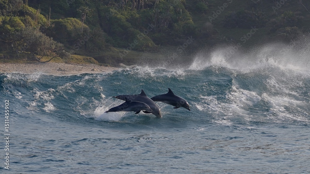 Fototapeta premium Dolphins playing in blue water of South Ocean. Amazing shot of wild dolphin jump play and dive taking breath. Aquatic marine animals in their natural habitat. Closeup of bottlenose. Wildlife nature
