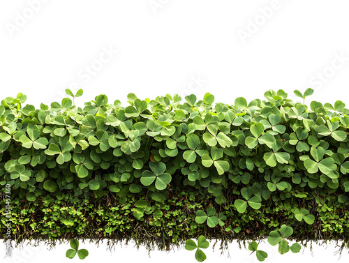 Fresh green clover leaves growing densely in a lush ground cover pattern with vibrant foliage and healthy growth on a bright white background for nature themes photo