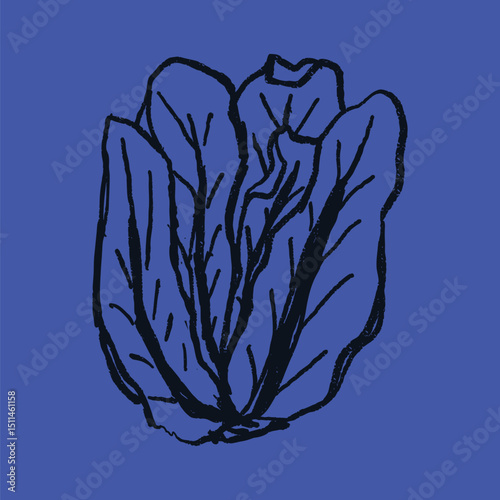 Doodle elements of fruit and vegetable, specifically a cos lettuce