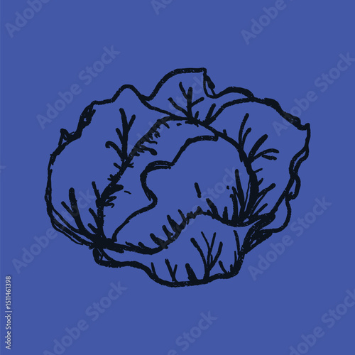 Doodle elements of fruit and vegetable, specifically a Cabbage