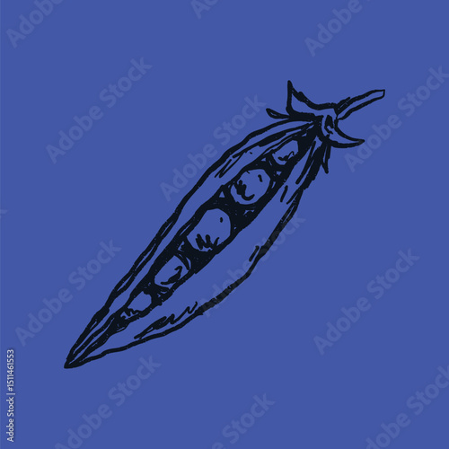 Doodle elements of fruit and vegetable, specifically a fresh been