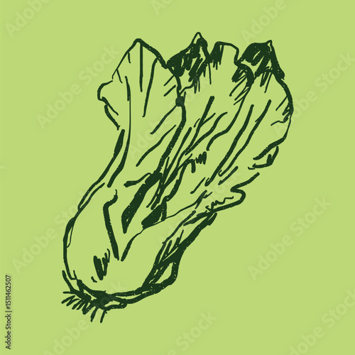 Doodle elements of fruit and vegetable, specifically a Chinese cabbage