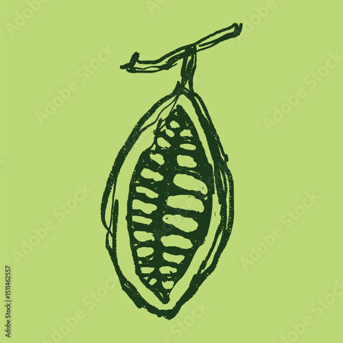 Doodle elements of fruit and vegetable, specifically a Cocoa Beans