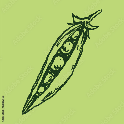 Doodle elements of fruit and vegetable, specifically a fresh been