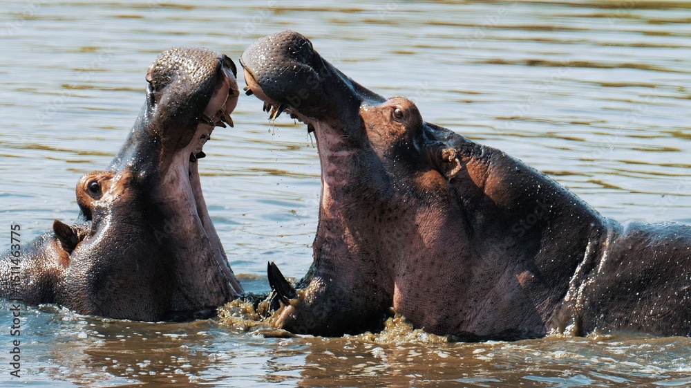 Fototapeta premium Male hippos open mouth wide jump out of water and fight in Mara river with brown muddy water. Hippopotamus rival contend in swamps ponds. Wild animals in natural habitat. African nature reservation