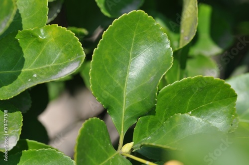 Wallpaper Mural Close-up of Korean evergreen shrub Euonymus japonicus with glossy green leaves and orange fruits, commonly found in gardens and natural landscapes. Torontodigital.ca