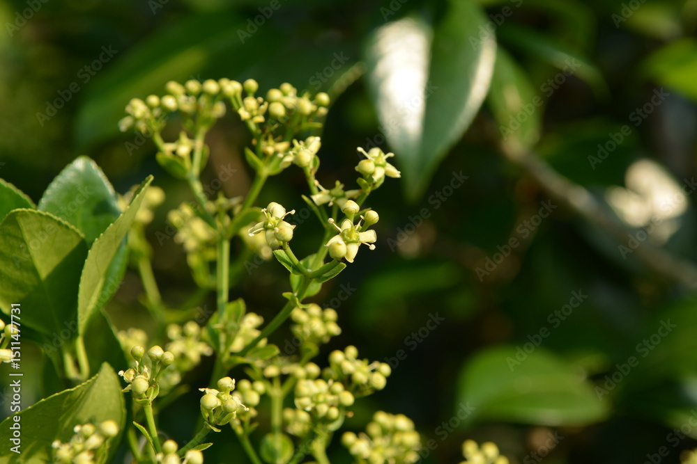 Obraz premium Close-up of Korean evergreen shrub Euonymus japonicus with glossy green leaves and orange fruits, commonly found in gardens and natural landscapes.