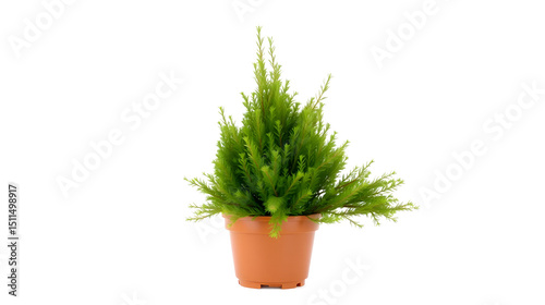 Thuja in a flower pot isolated on a white.