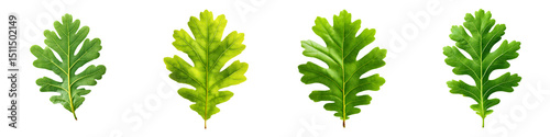 Diverse oak leaves showcasing vibrant hues of green and yellow, perfect for nature-themed projects and botanical illustrations in naturalistic design styles.