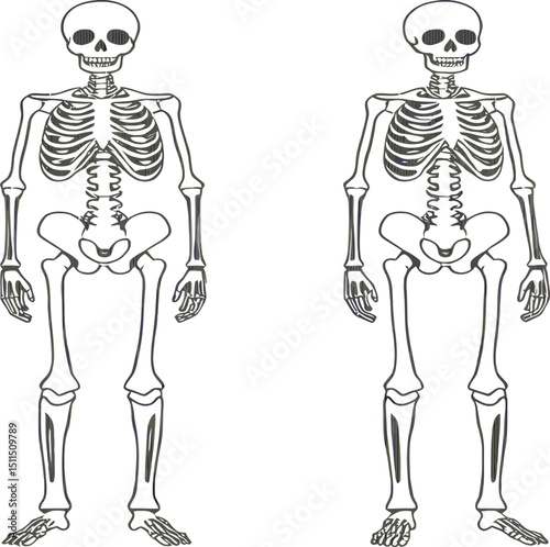 Front and back outline of a beautiful human skeleton, a fashion-forward anatomical illustration