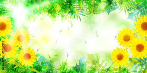 向日葵　新緑　葉　背景