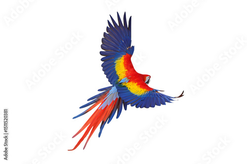 Colorful flying Scarlet Macaw parrot isolated on transparent background png file
