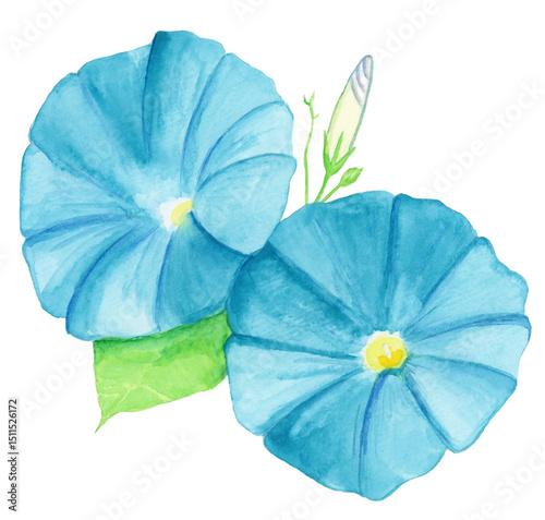 手描き水彩の涼しげな朝顔のイラスト