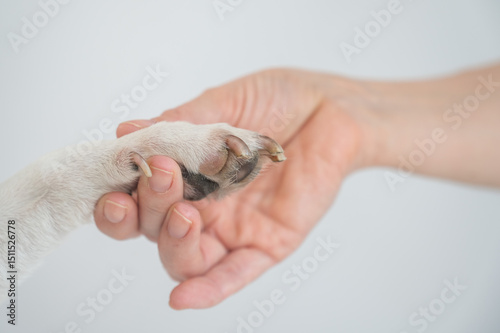 The owner puts wax on the dog's paws. 