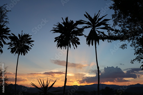 Fototapeta Naklejka Na Ścianę i Meble -  Tropical palm trees silhouetted against an orange sunset sky over a serene beach