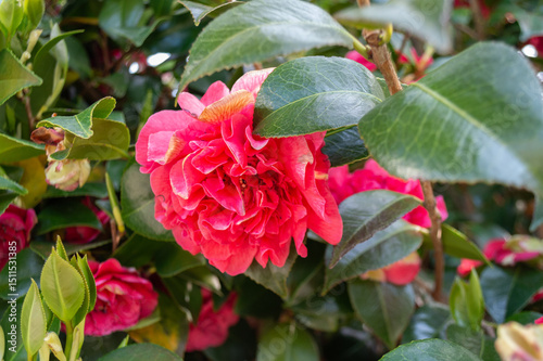 red rose bush
