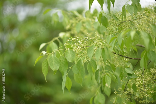 A close-up of Korean intermediate spindle tree (Euonymus oxyphyllus var. intermedius) showing soft green leaves and delicate flower buds in natural forest environment.