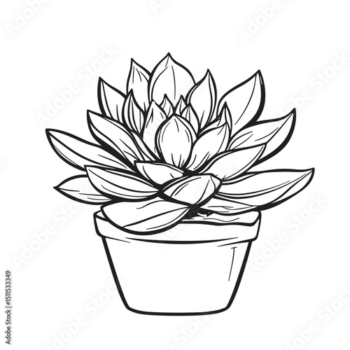 Line drawing of echeveria succulent plant in a decorative pot  