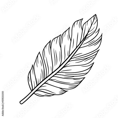 Outline drawing of a single feather on a white background  