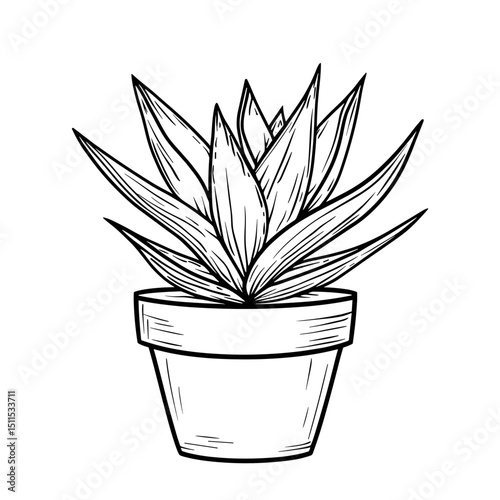 Hand-drawn haworthia plant in a pot against a white background  