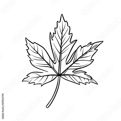 Single line drawing of a Japanese maple leaf on a white background  