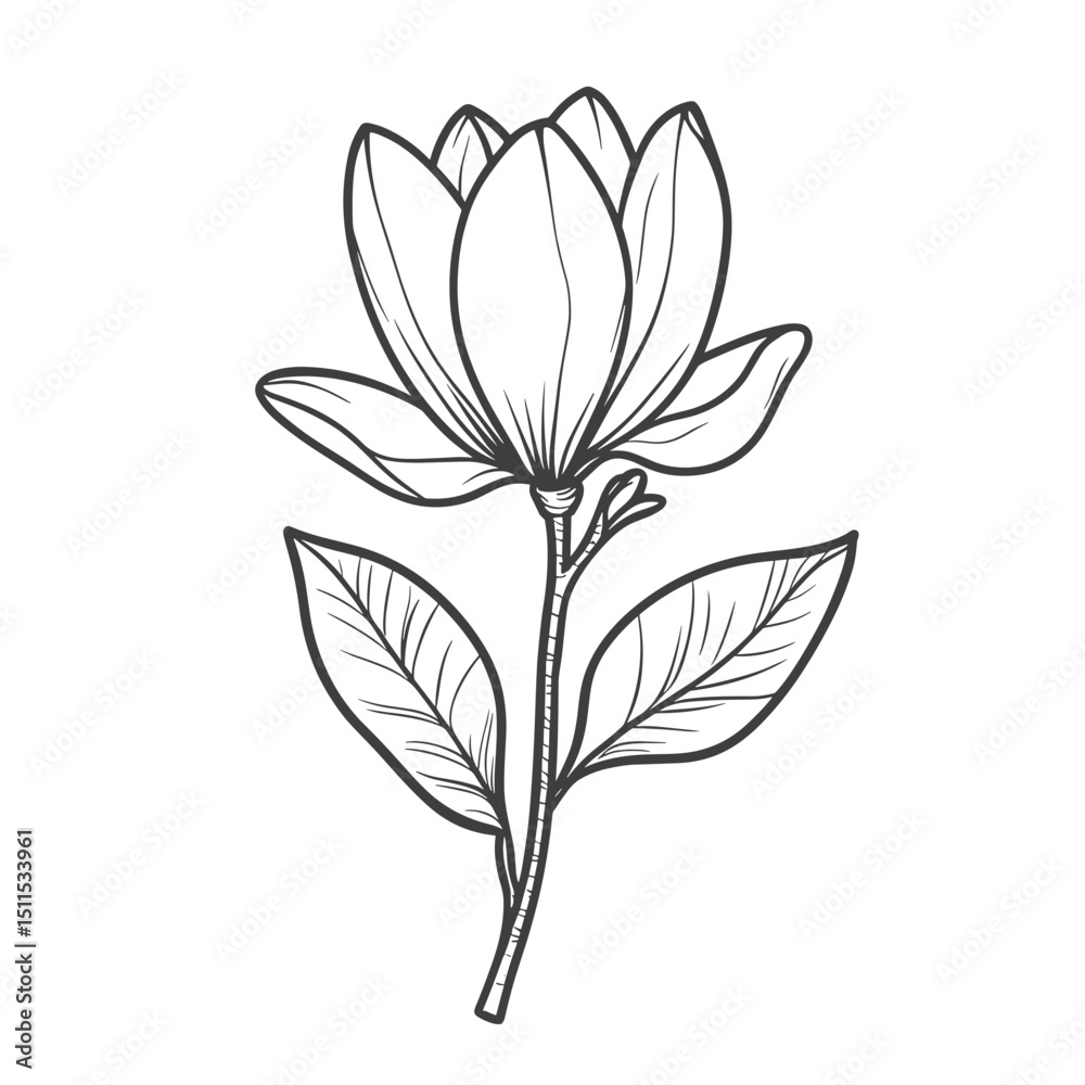 Obraz premium Single line drawing of a magnolia flower with leaves in minimal style