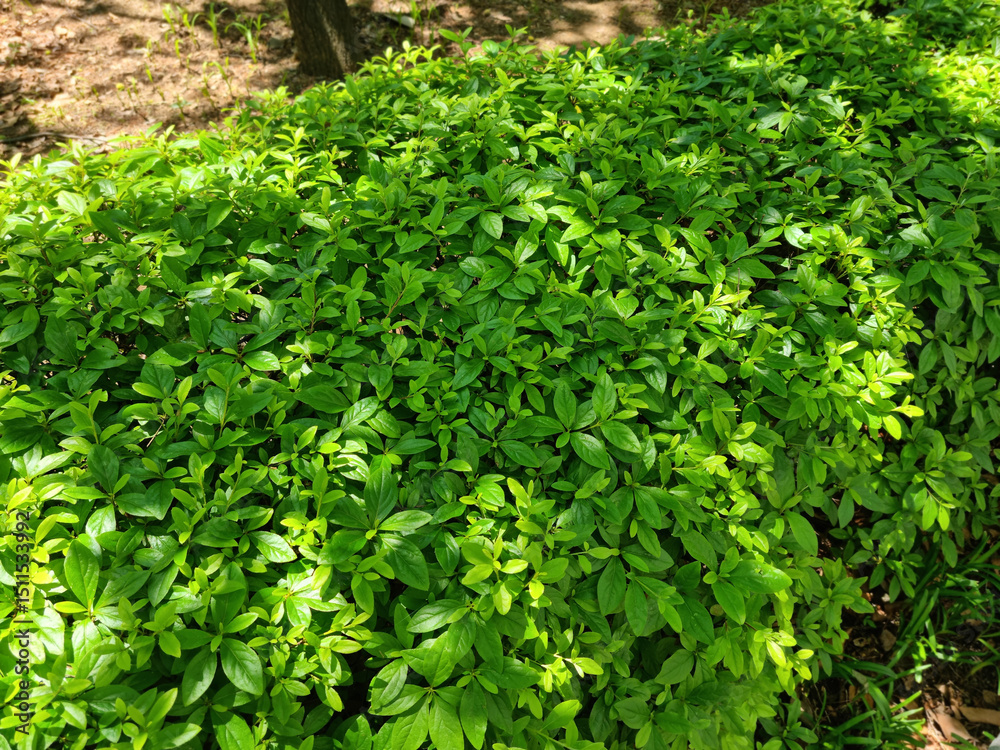 Obraz premium These are azalea leaves in summer.
