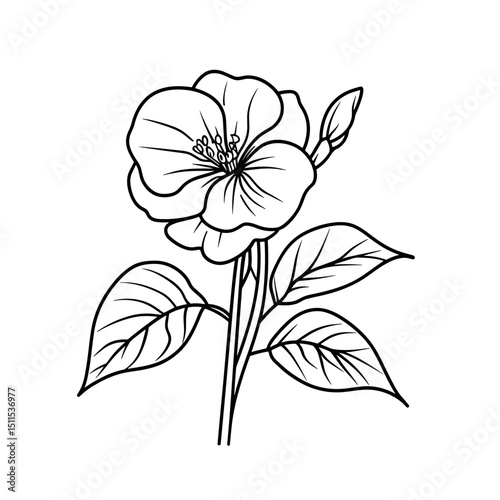 Single line drawing of a begonia flower with leaves on white background  