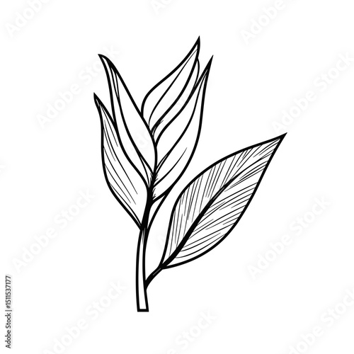 Line drawing of bird of paradise plant leaves on a white background  