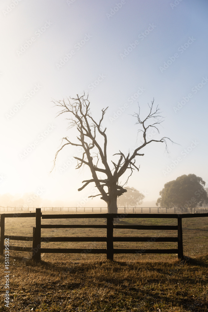 Fototapeta premium Sunlight through morning fog with a bare tree and wooden fence