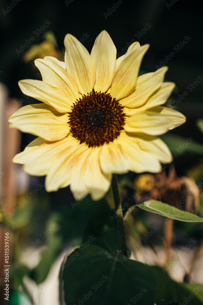 Obraz premium Sunflower blooming in summer sunlight with dark background