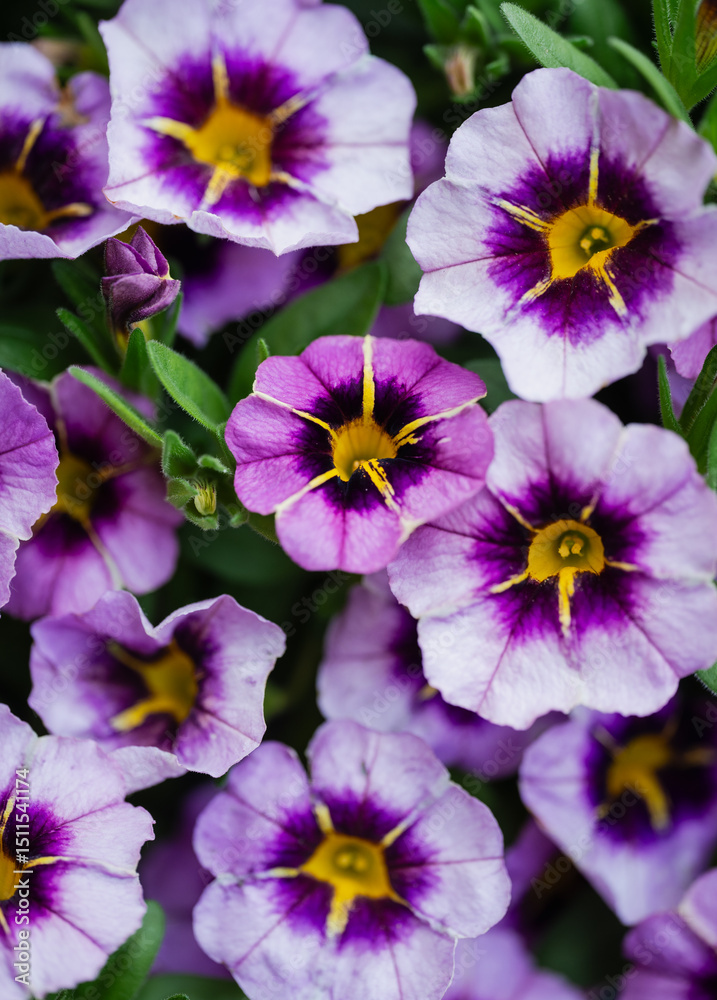 Close up of purple million bells flowers with yellow accents. Close up of purple million bells flowers with yellow accents.