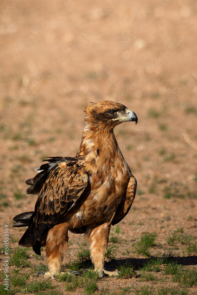 Fototapeta premium tawny eagle in kalahari 