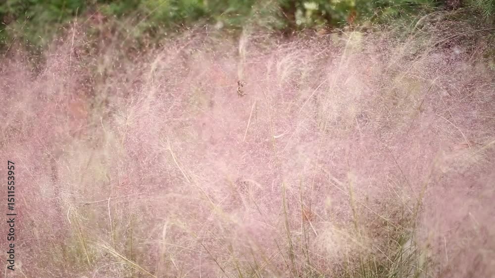field of pink silver grass field of pink silver grass
