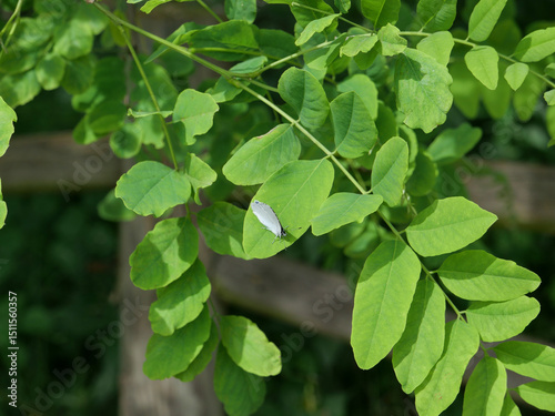 summer azure butterfly on acacia tree photo