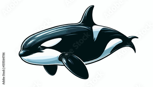 Vector illustration of a killer whale, showcasing its distinctive black and white coloring and sleek body