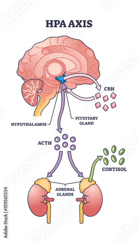 HPA axis regulation is shown with the brain, pituitary gland, and adrenal glands connected by arrows and labeled hormones, transparent background.
