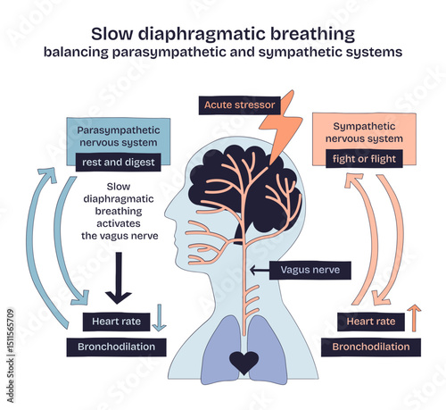 Slow diaphragmatic breathing balances the parasympathetic and sympathetic systems, showing brain, vagus nerve, and arrows, transparent background. Doodle style diagram