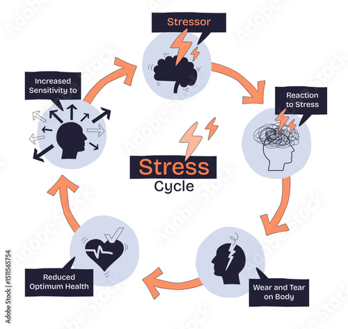 The stress cycle shows how stressors trigger reactions, leading to health decline and increased sensitivity, transparent background. Key objects, brain, heart, arrows. Doodle style diagram