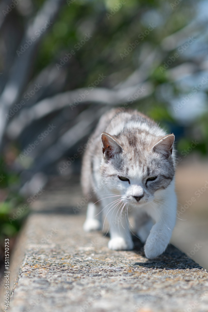 Obraz premium 歩いて近寄ってくる可愛い猫 