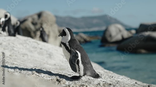 penguins on the rocks