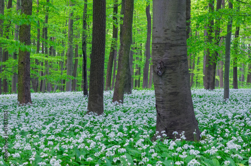 Beech tree forest with blooming Ramsons in Hainich National Park, Germany photo
