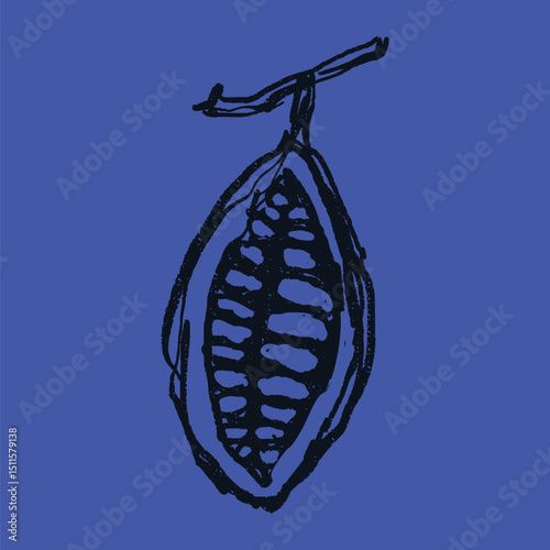 Doodle elements of fruit and vegetable, specifically a Cocoa Beans
