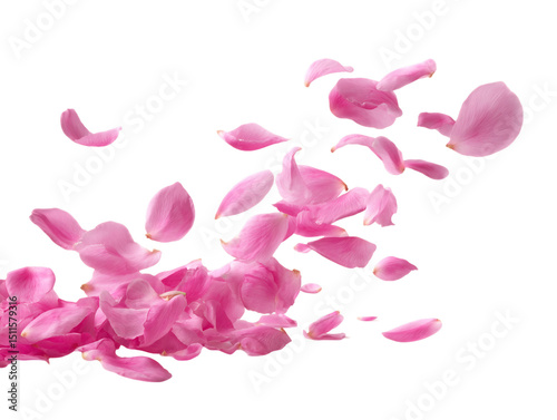 Wallpaper Mural Falling Pink Rose Petals on Transparent Background, PNG Torontodigital.ca