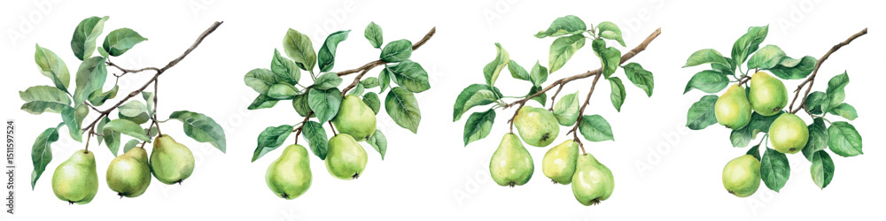 Fototapeta premium Watercolor set of pear tree branches with pears and leaves. Green pears hanging on a tree branch with leaves. Concept of ripening and growing fruit. Watercolor elements of fruit trees.