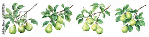 Watercolor set of pear tree branches with pears and leaves. Green pears hanging on a tree branch with leaves. Concept of ripening and growing fruit. Watercolor elements of fruit trees.