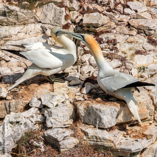 Two Gannets greeting each other 