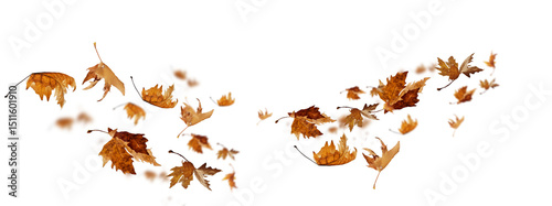  leaves wind  isolated autumn winter season background falling fall platanus tree wid air w